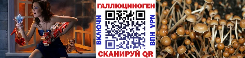 где продают   Калязин  Псилоцибиновые грибы Psilocybine cubensis 